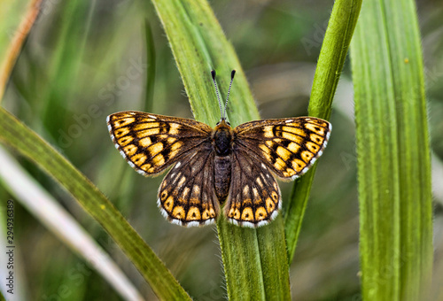 Duke of Burgandy Butterfly