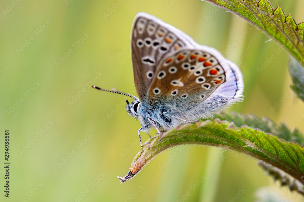 Obraz premium butterfly