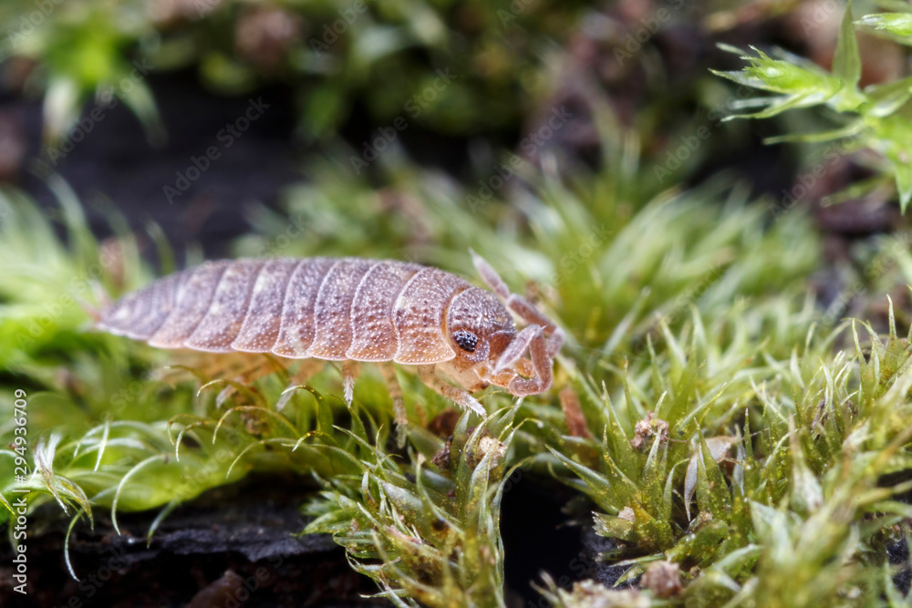 Woodlouse