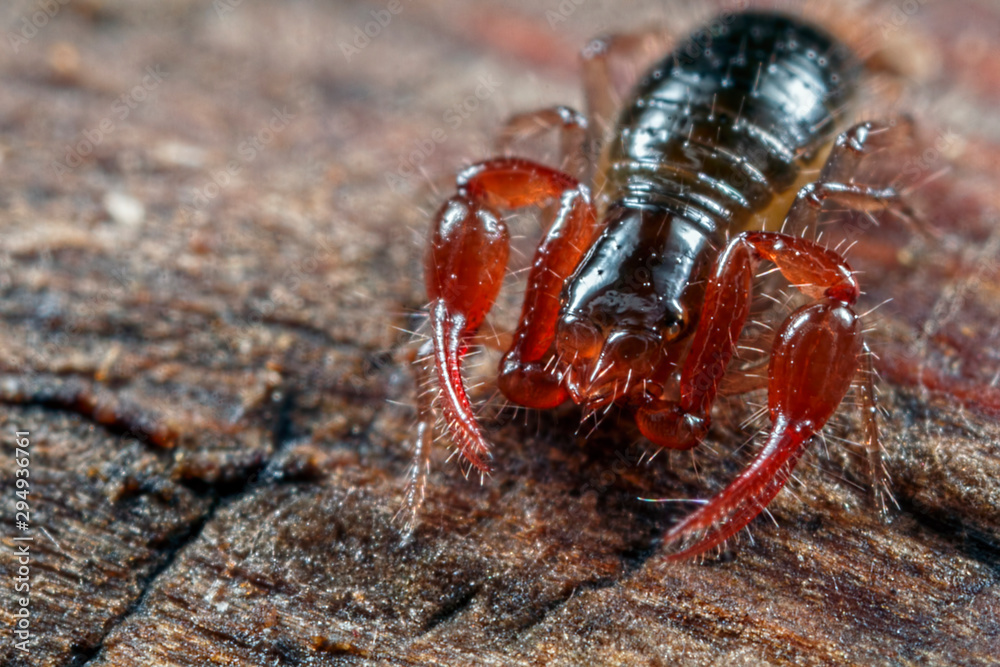 Pseudoscorpion Pseudoscorpion