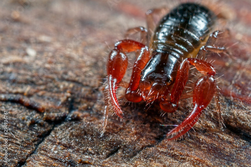 Pseudoscorpion