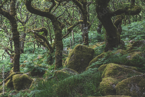 Wistmans Wood Forest in Dartmoor National Park