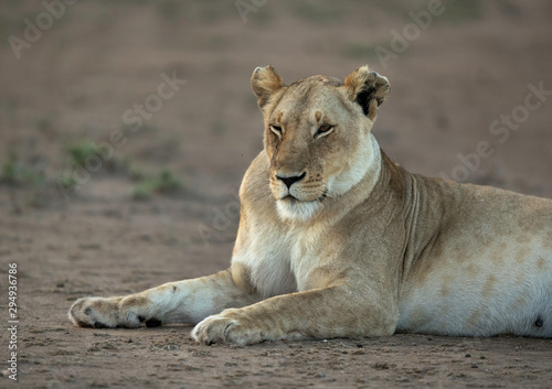 A portrait of a lioness, Masai Mara, Kenya