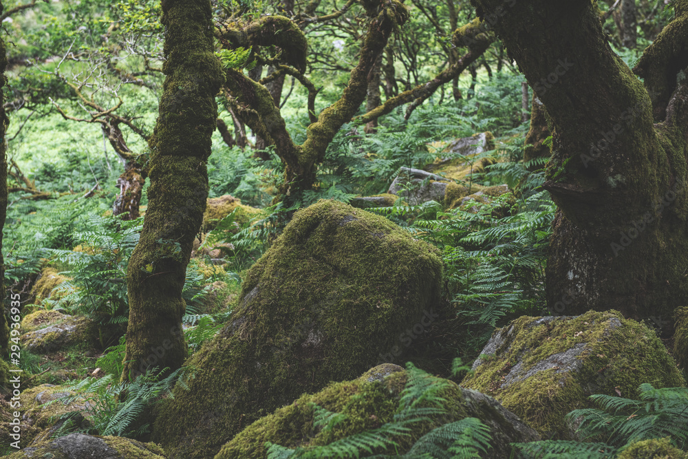 Fototapeta premium Wistmans Wood Forest in Dartmoor National Park