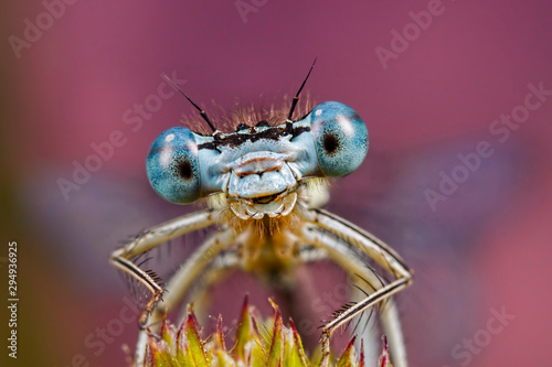White legged Damselfy Face Portrait