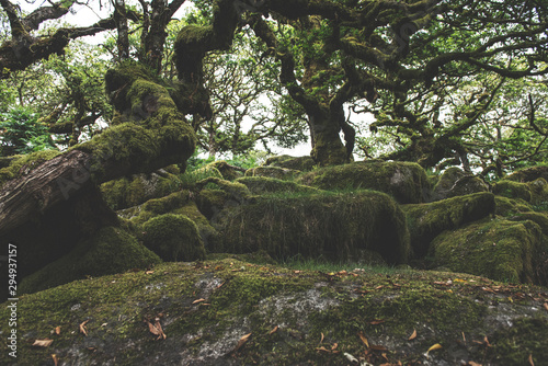 Wistmans Wood Forest in Dartmoor National Park
