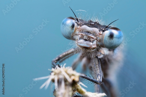 Damselfy face portrait with blue background © chrisjatkinson