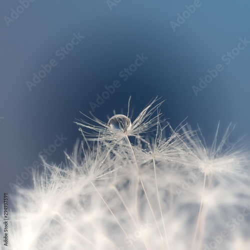 Drops of water on a dandelion seed on a blue blurred background  macro.