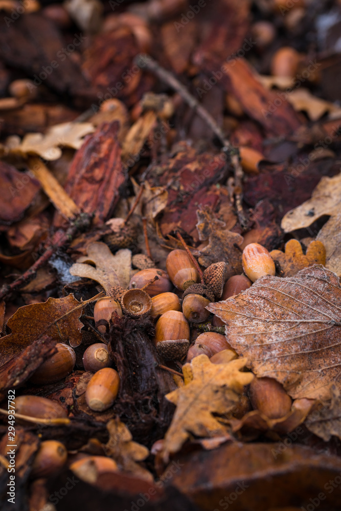 Autumn background of acorns, bark and leaves collected under an oak tree Autumn background of acorns, bark and leaves collected under an oak tree