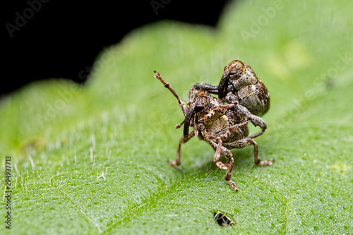 Mating Neydus quadrimaculatus weevils