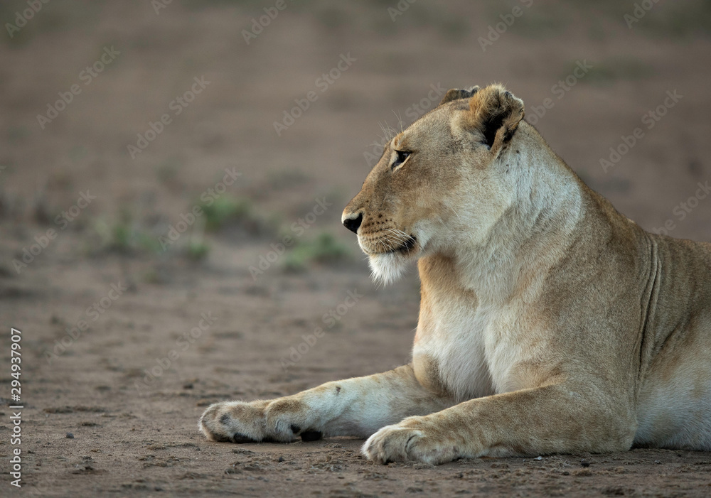 Fototapeta premium A portrait of a lioness, Masai Mara, Kenya