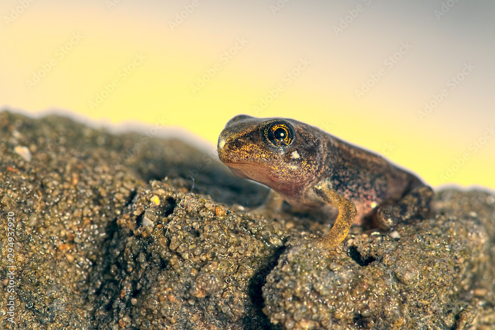 Obraz premium frog on rock
