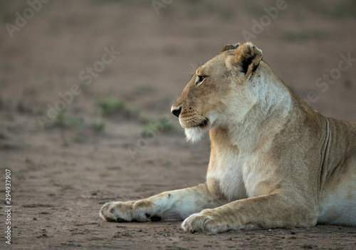 A portrait of a lioness, Masai Mara, Kenya