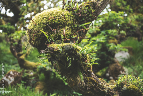 Wistmans Wood Forest in Dartmoor National Park photo