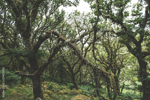 Wistmans Wood Forest in Dartmoor National Park