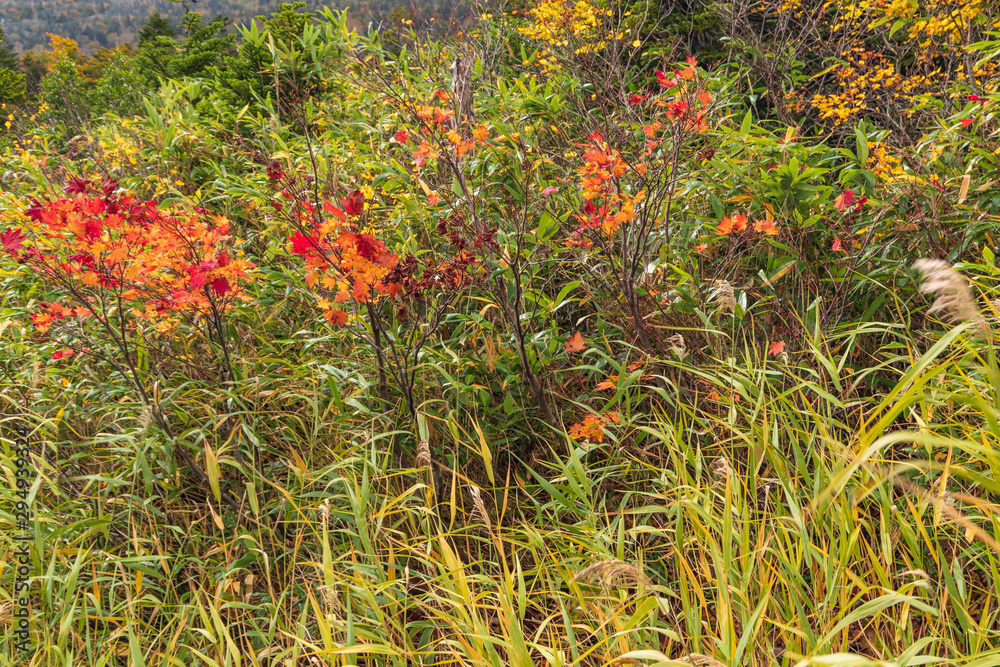Towada Hachimantai National Park in early autumn Towada Hachimantai National Park in early autumn