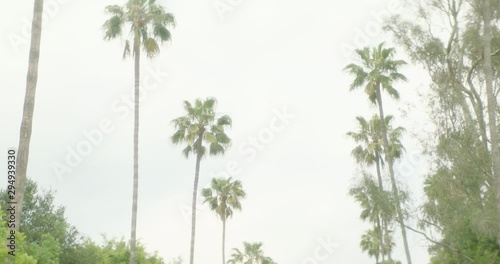 Shot panning under LA palm trees, facing blue skies photo