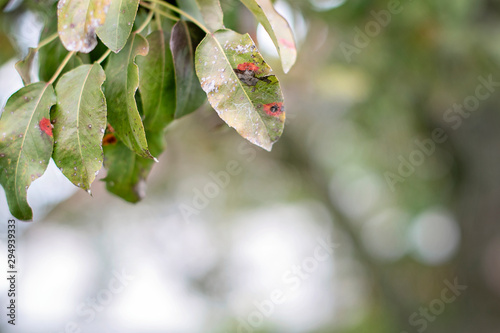 Ill pear leaves. Fungal disease. Orange spots on pear tree. Rust - disease of a pear. Pear leaf with Gymnosporangium sabinae infestation. Infected tree. photo