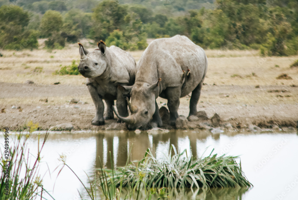 Black Rhino mother and young one at a waterhole at Lake Nakuru National Park in Kenya, Africa Black Rhino mother and young one at a waterhole at Lake Nakuru National Park in Kenya, Africa