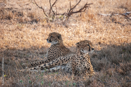 A pair of cheetahs (Acinonyx jubatus)  relaxing in the shade of a tree in Mala Mala Game Reserve, Mpumalanga, South Africa