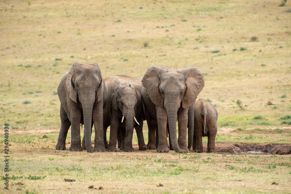 Young elephants standing next to each other in a group, all looking into the same direction except for one.