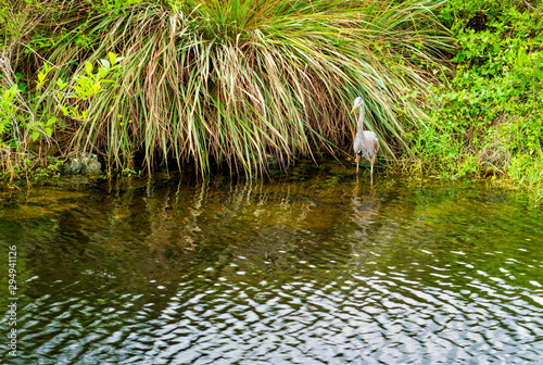 Great blue heron in the water in Everglades national park