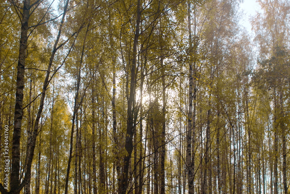 Fototapeta premium Image of autumn forest and sunlight through