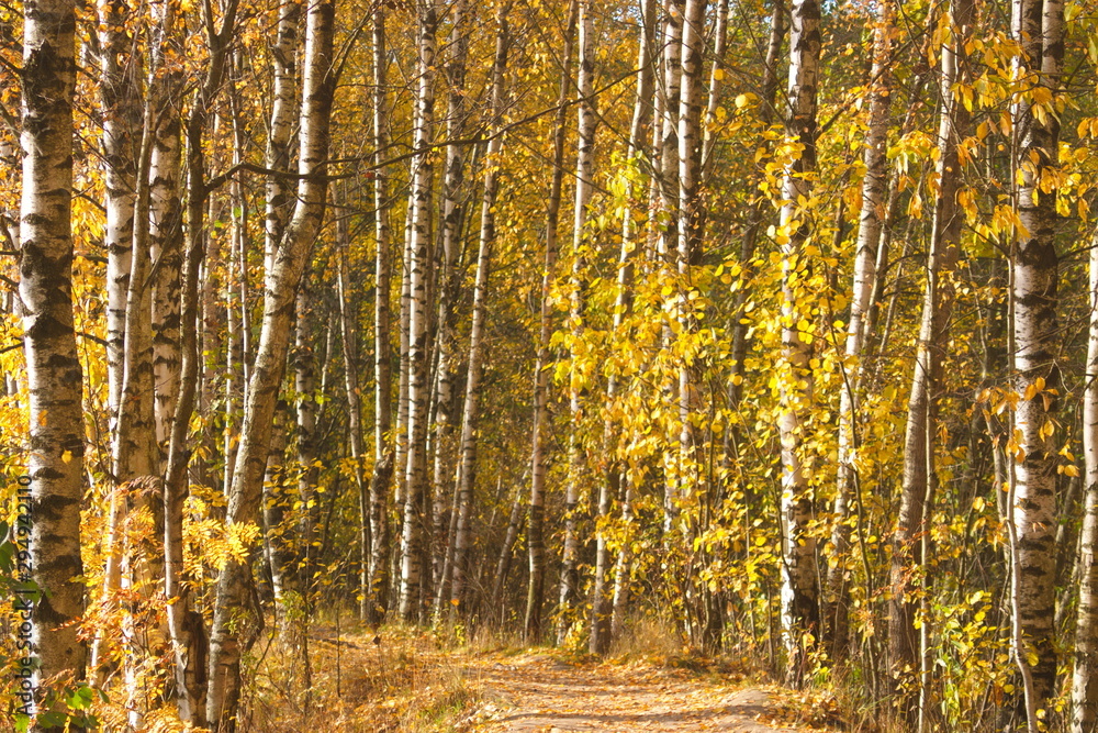 Image of the path leading through the autumn birch grove Image of the path leading through the autumn birch grove
