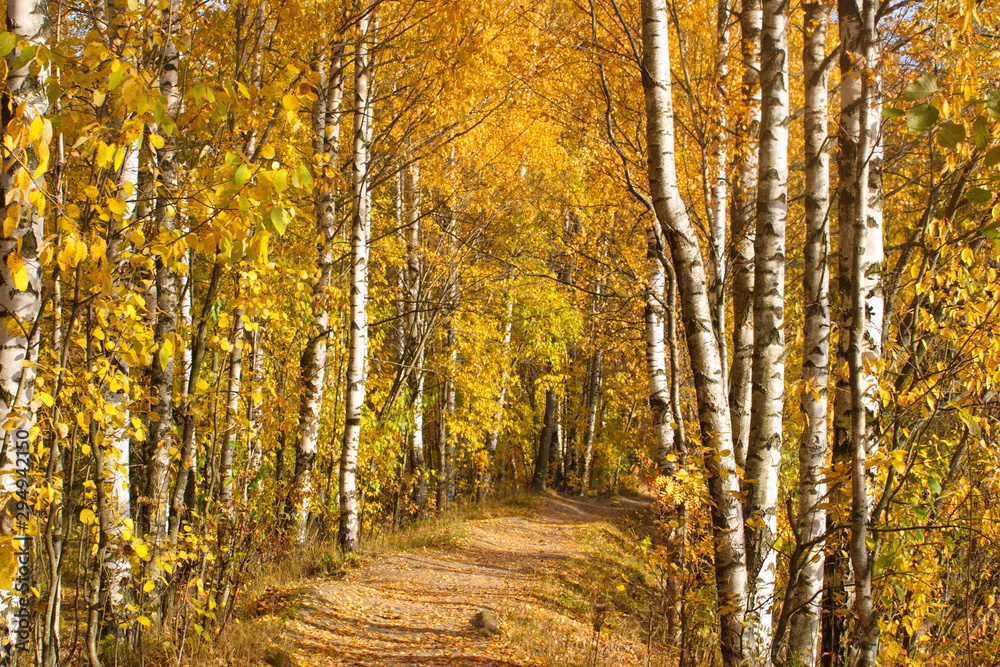 Image of autumn birch grove and path through