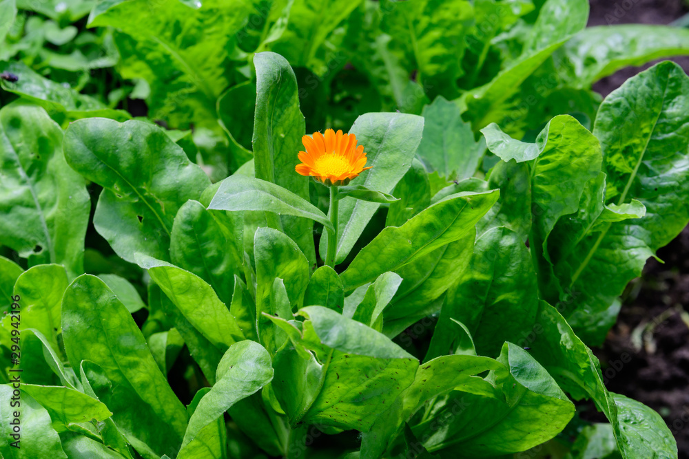 Fototapeta premium One orange flower and green leaves of Calendula officinalis known as the&nbsp;pot marigold,&nbsp;ruddles,&nbsp;common marigold&nbsp;or&nbsp;Scotch marigold, in a traditional vegetables garden in a summer day, selective focus
