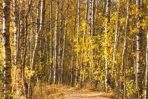 Fototapeta Naklejka Na Ścianę i Meble -  Image of the path leading through the autumn birch grove