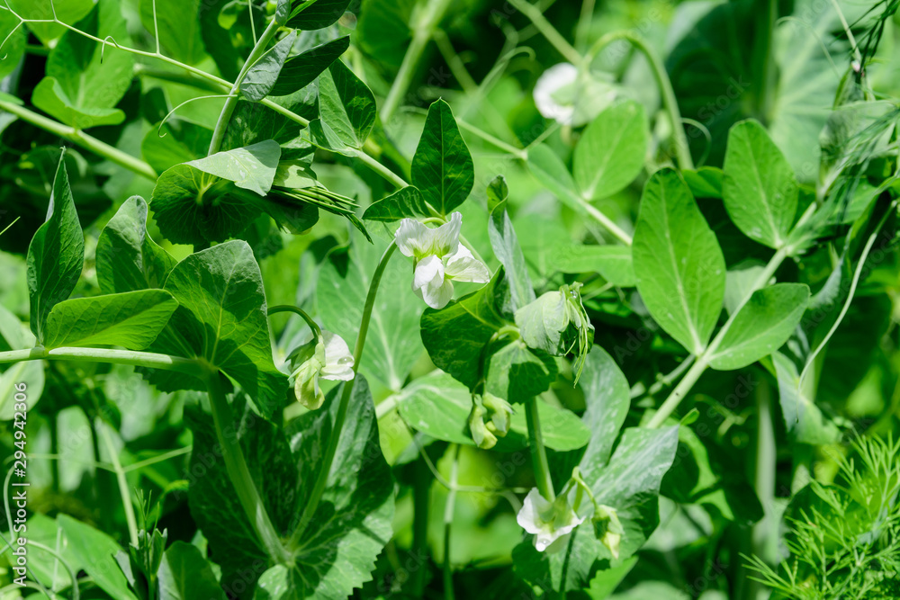 Fresh green organic peas leaves and flowers in a traditional vegetables garden in a summer day, selective focus Fresh green organic peas leaves and flowers in a traditional vegetables garden in a summer day, selective focus