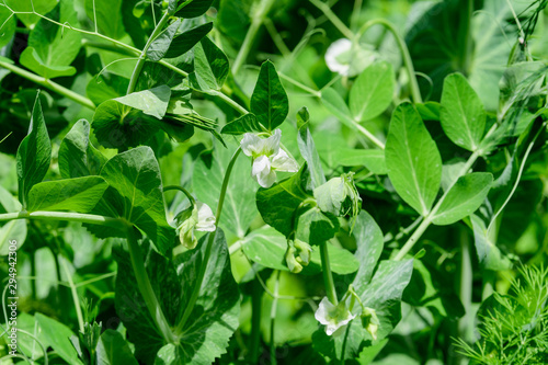 Fresh green organic peas leaves and flowers in a traditional vegetables garden in a summer day, selective focus