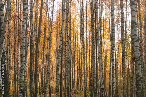Image of autumn yellow forest of white birches