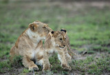 Lioness caress with cub at Masai Mara, Kenya