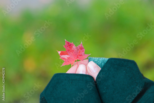 Autumn. A woman's hands hold a small leaf of red maple in her fingers, against a blurred background of green grass photo