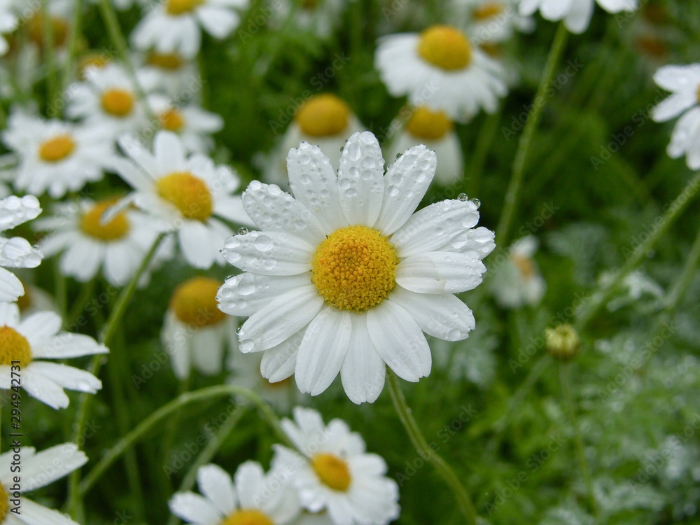 Daisies with rain drops on them. Picture taken right after summer rain Daisies with rain drops on them. Picture taken right after summer rain
