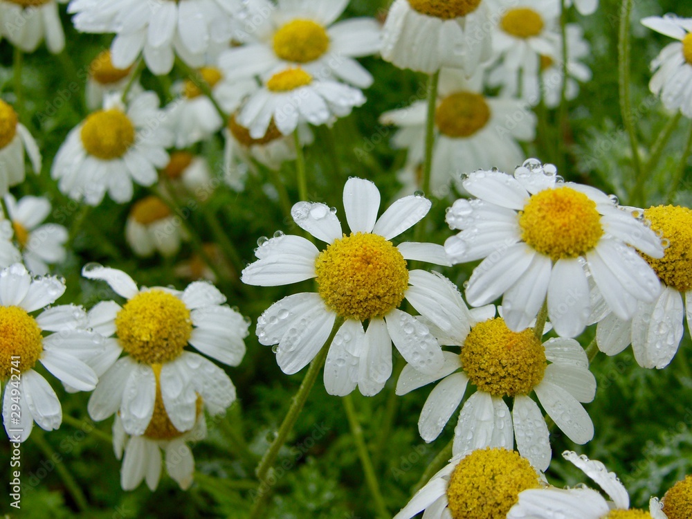 Obraz premium Daisies with rain drops on them. Picture taken right after summer rain
