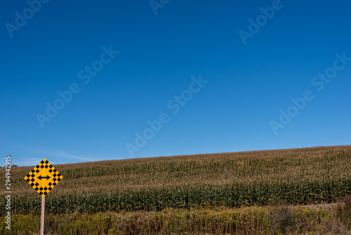 cornfield with deep blue sky