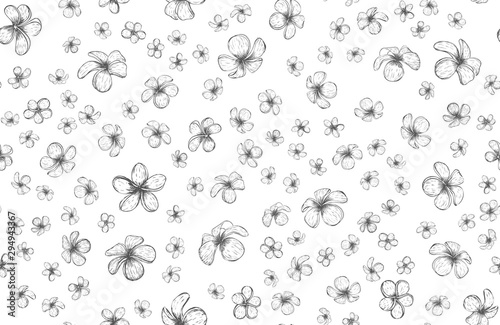 Plumeria hand drawn illustration. Vector.