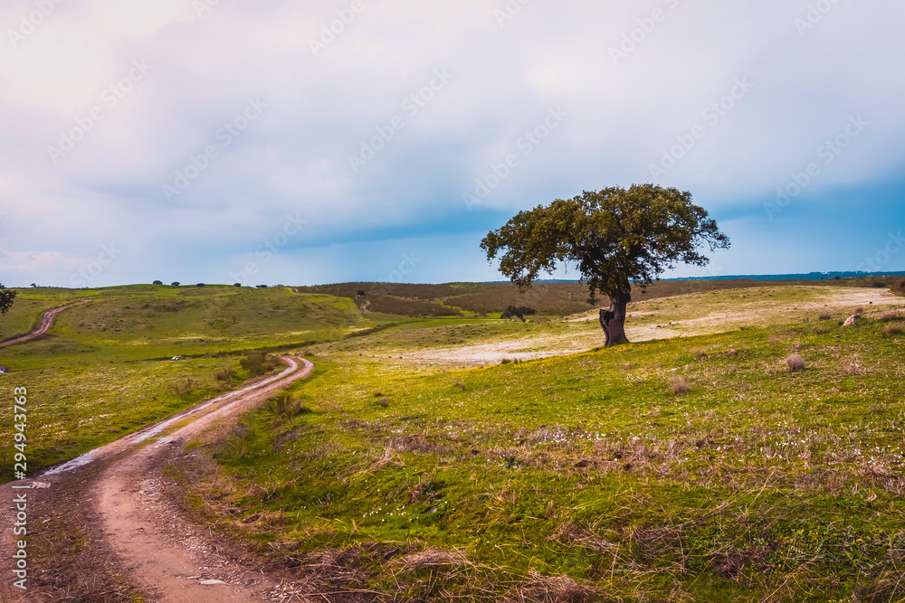 COUNTRYSIDE LANDSCAPE WITH TREE AND ROAD TO SKY HORIZON WITH CLOUDS