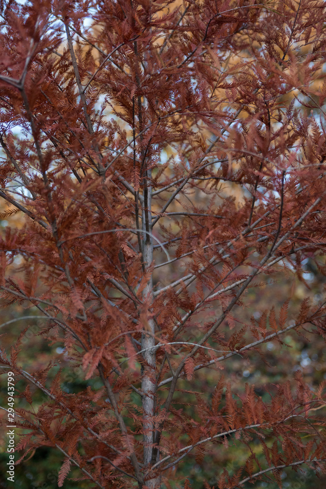 Fototapeta premium Beautiful red leaves tree. 