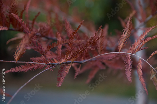 Beautiful red leaves branch 
