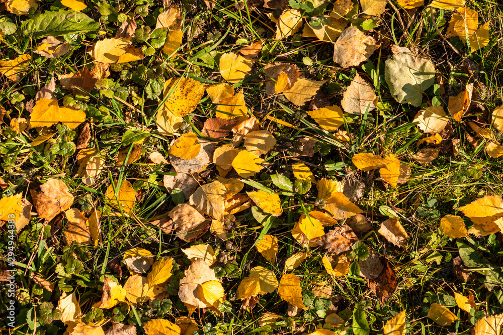 Orange and yellow fallen leaves in the sunlight. Orange and yellow fallen leaves in the sunlight.