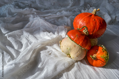 Little decorative ugly pumpkins in mushroom shape set. Autumn composition on white gauze with bright sunlight. Season Halloween harvest organic vegetables concept. Photo in red and orange colors.