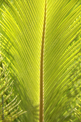 details of coconut palm tree leaf  ideal for green texture background