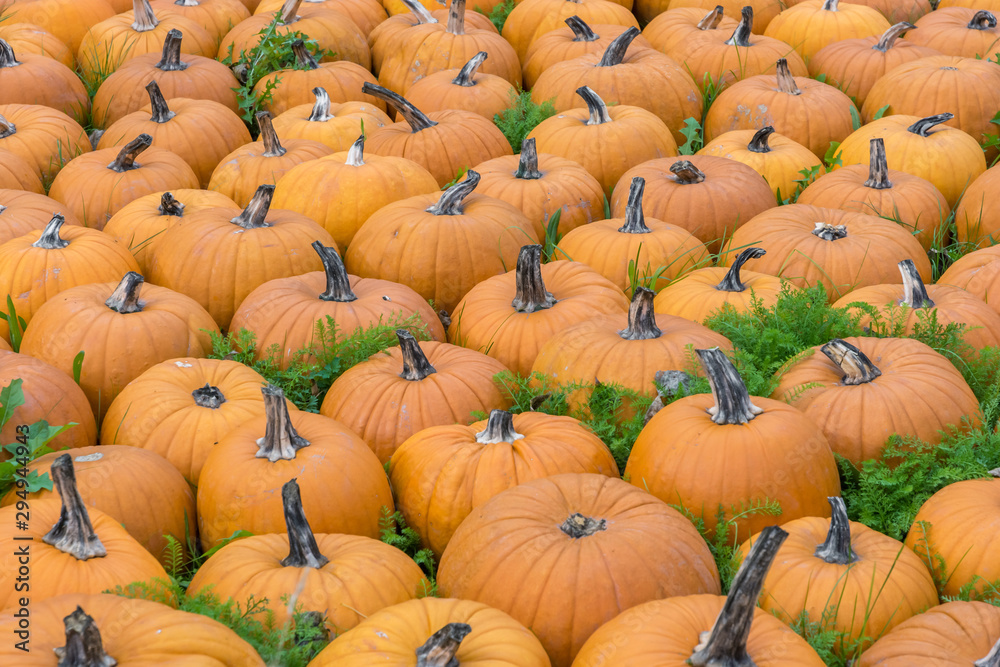 Wiese voller Kürbisse als Dekoration zu Halloween Wiese voller Kürbisse als Dekoration zu Halloween