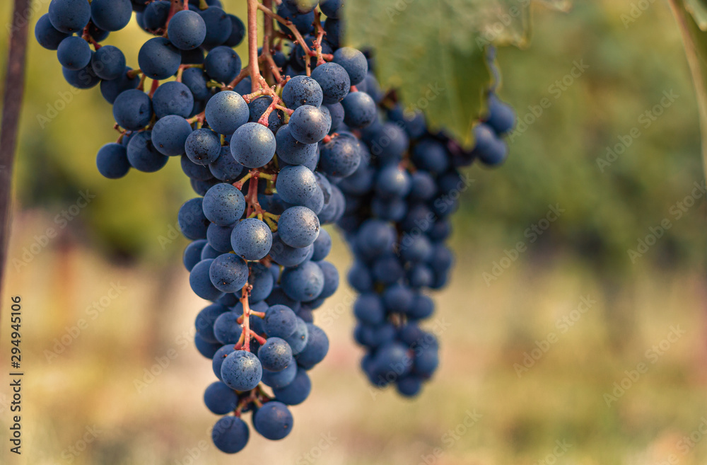 Obraz na plátně blue grapes hang in the warm evening light on grapevine