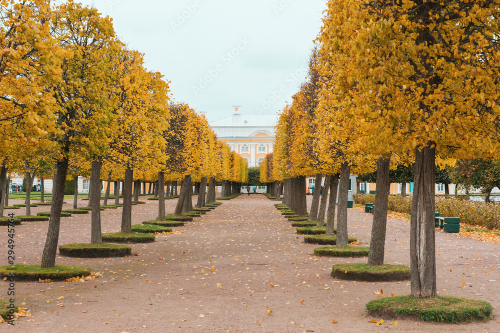 Autumn. View of the alley in the Park, with autumn trimmed trees, with yellow leaves
