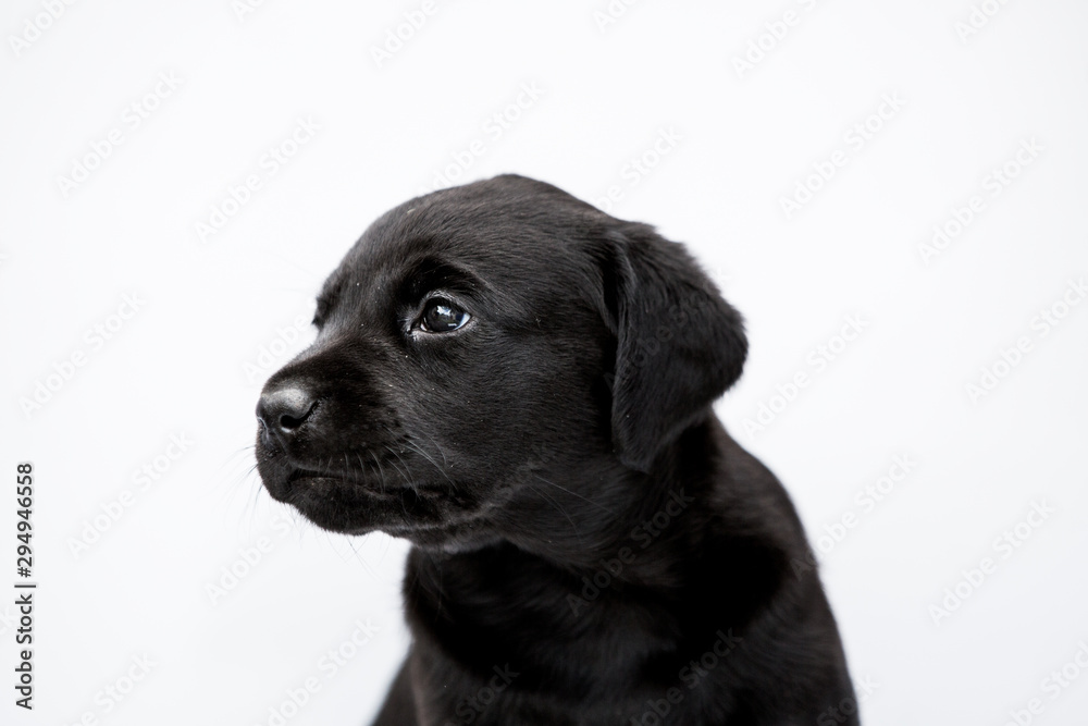 Close up of Black Labrador puppy on white background.